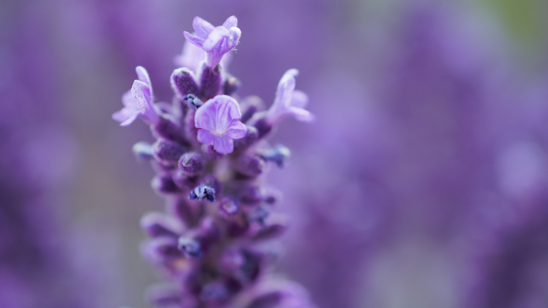 Lavender for Everyday Anxiety Help